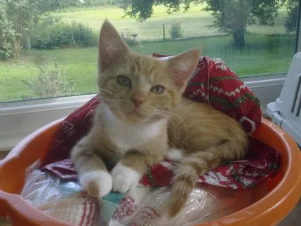 Valley boarding kennels and cattery, Southwell - Photo 2 of 2