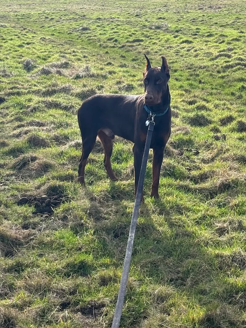 Protection Dogs Worldwide Headquarters