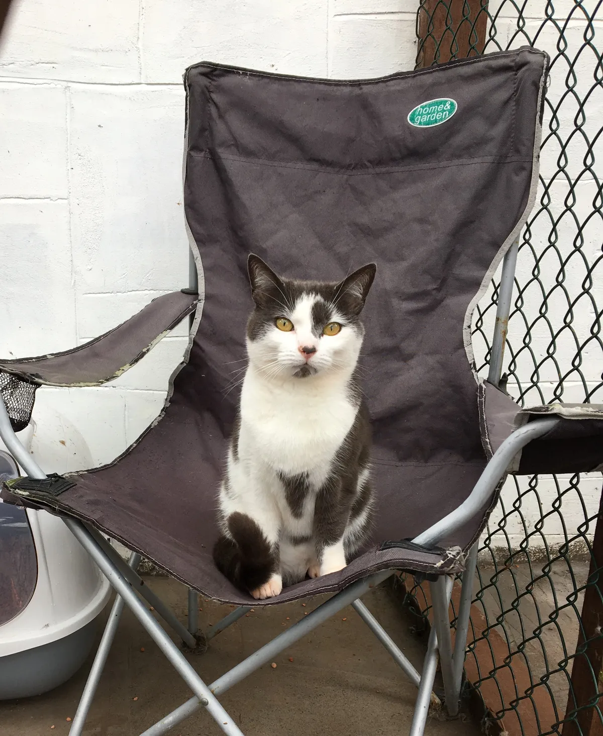 Cuddlecosy Cattery, Castle Douglas - Photo 2 of 2