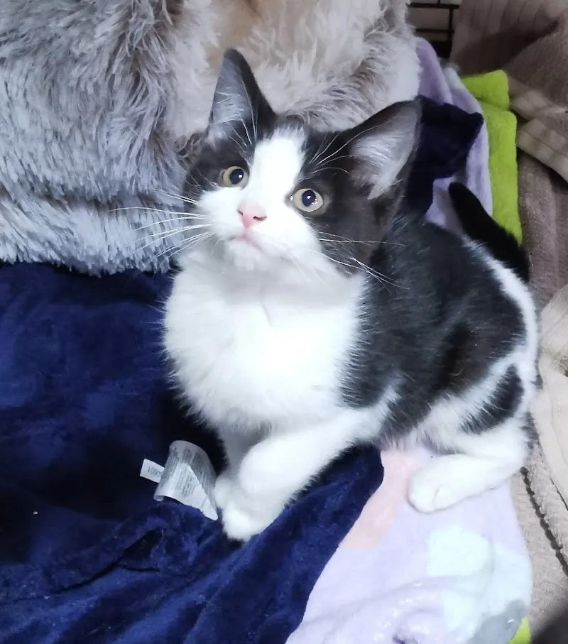 Tŷ Nant Cat Sanctuary