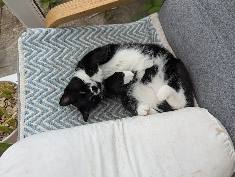 Tŷ Nant Cat Sanctuary