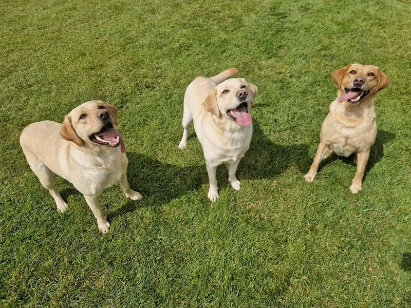 Amberlea Country Kennels & Cattery