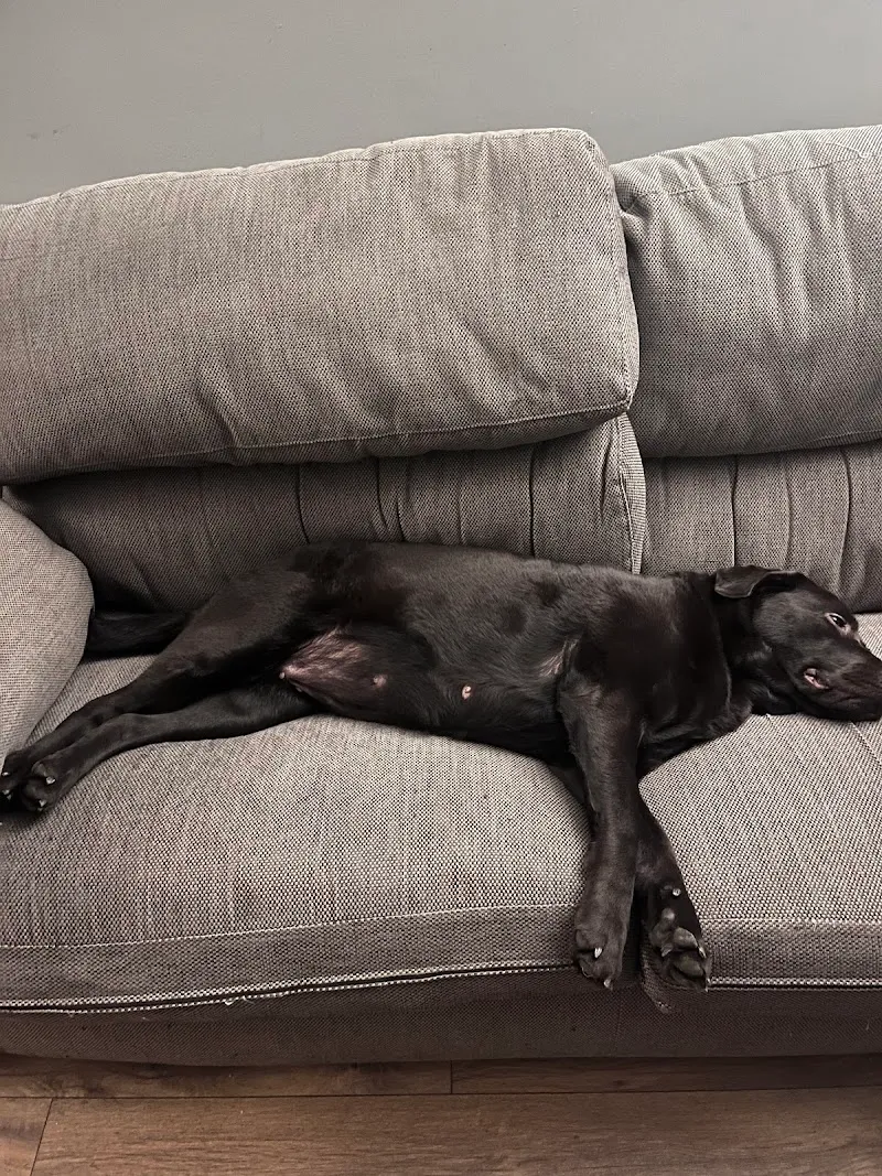 Gelli Kennels & Cattery