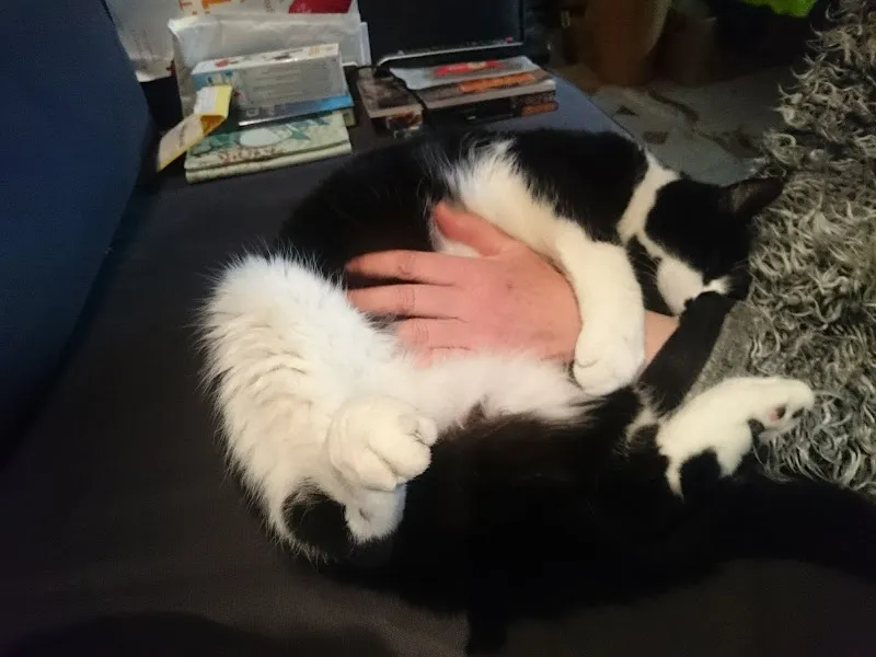 Dawn's Boarding Cattery