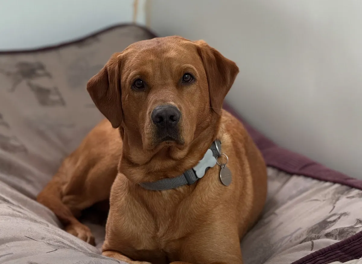 Rednel k9 services - Photo 1