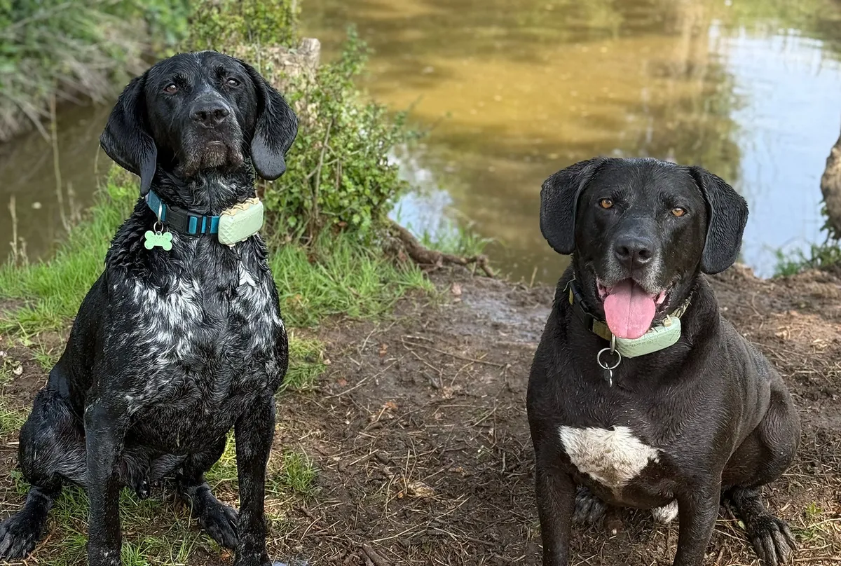 Rednel k9 services - Photo 2