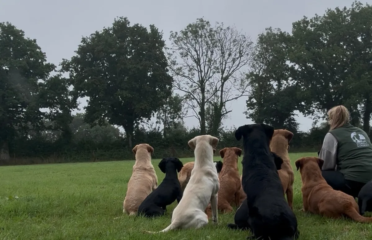 Rednel k9 services - Photo 3