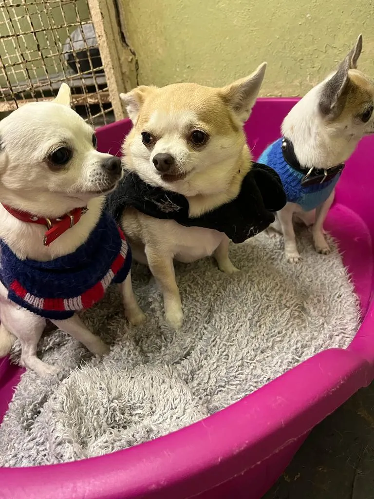 Kennels, Cattery & Cat Rescue