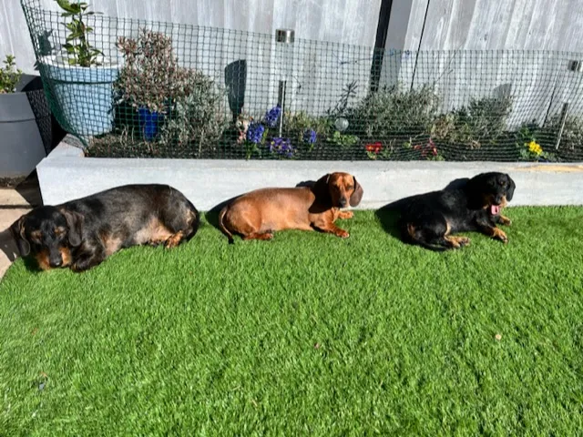 Star Paws Dog home boarding & daycare