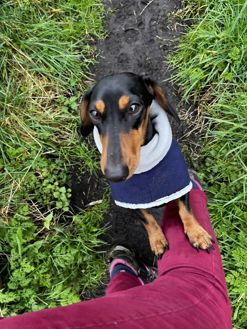 Star Paws Dog home boarding & daycare