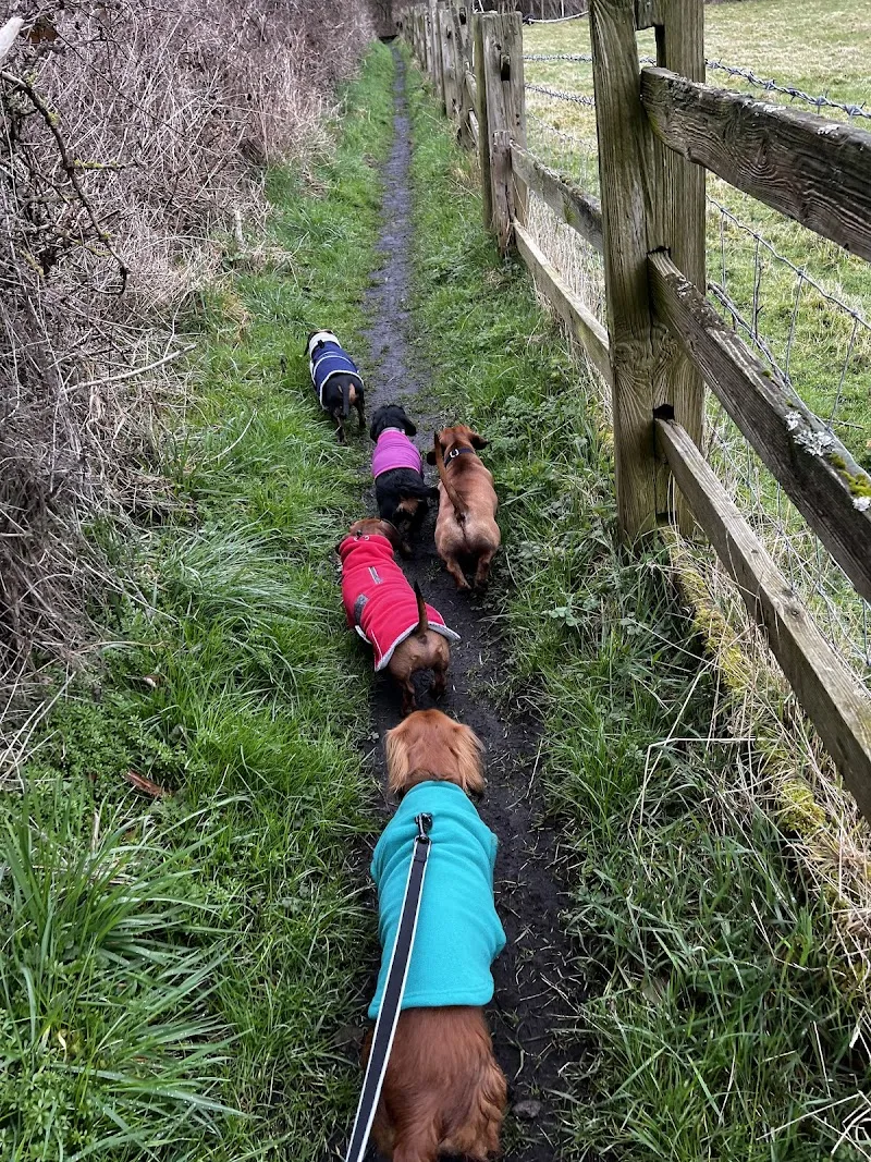 Star Paws Dog home boarding & daycare