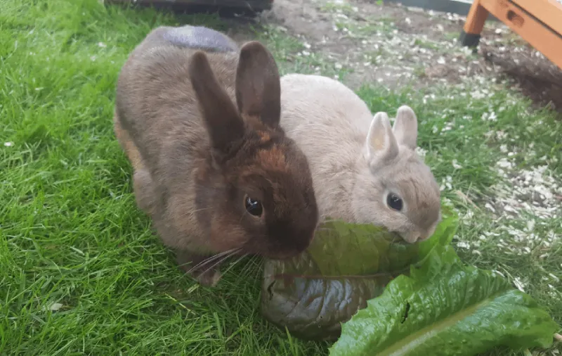 Fur and Feathers Small Animal Boarding, Northampton - Photo 4 of 4