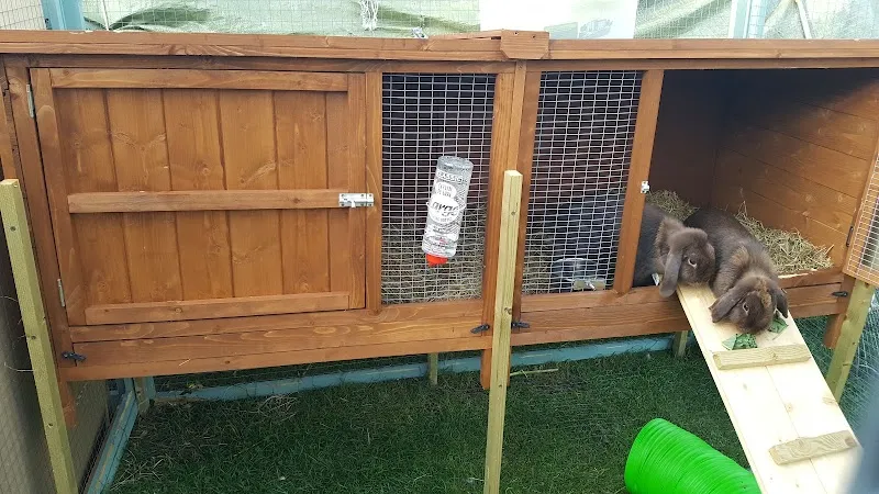 Fur and Feathers Small Animal Boarding