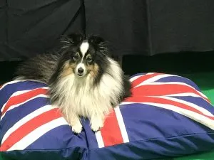 Pet Lodge Boarding Kennels, Whitstable