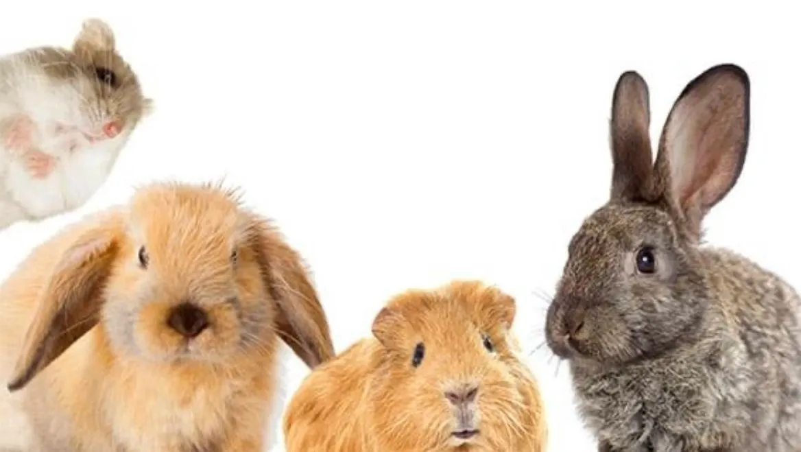 Nibbles Lodge Rabbit & Guinea Pig Boarding, Portsmouth - Photo 3 of 3