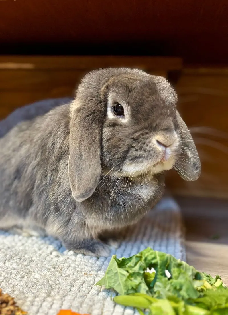 Nibbles Lodge Rabbit & Guinea Pig Boarding