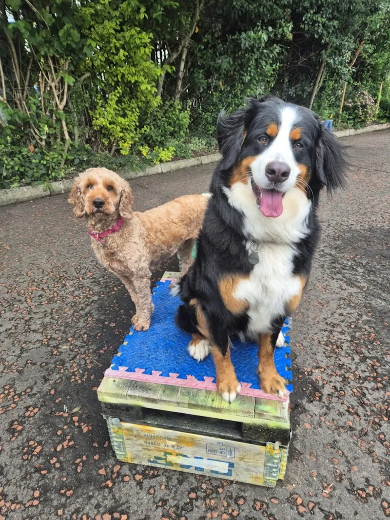 Happy Dogs & Waggy Tails Daycare/ Boarding Kennels