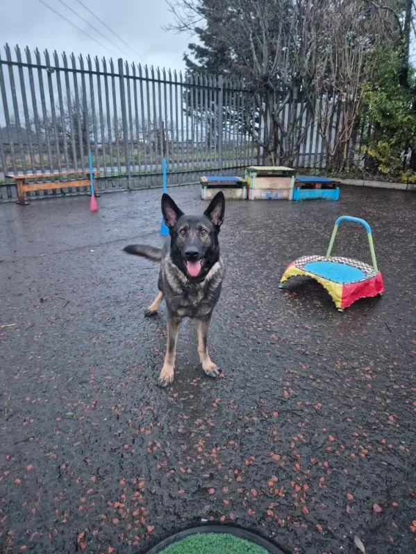 Happy Dogs & Waggy Tails Daycare/ Boarding Kennels