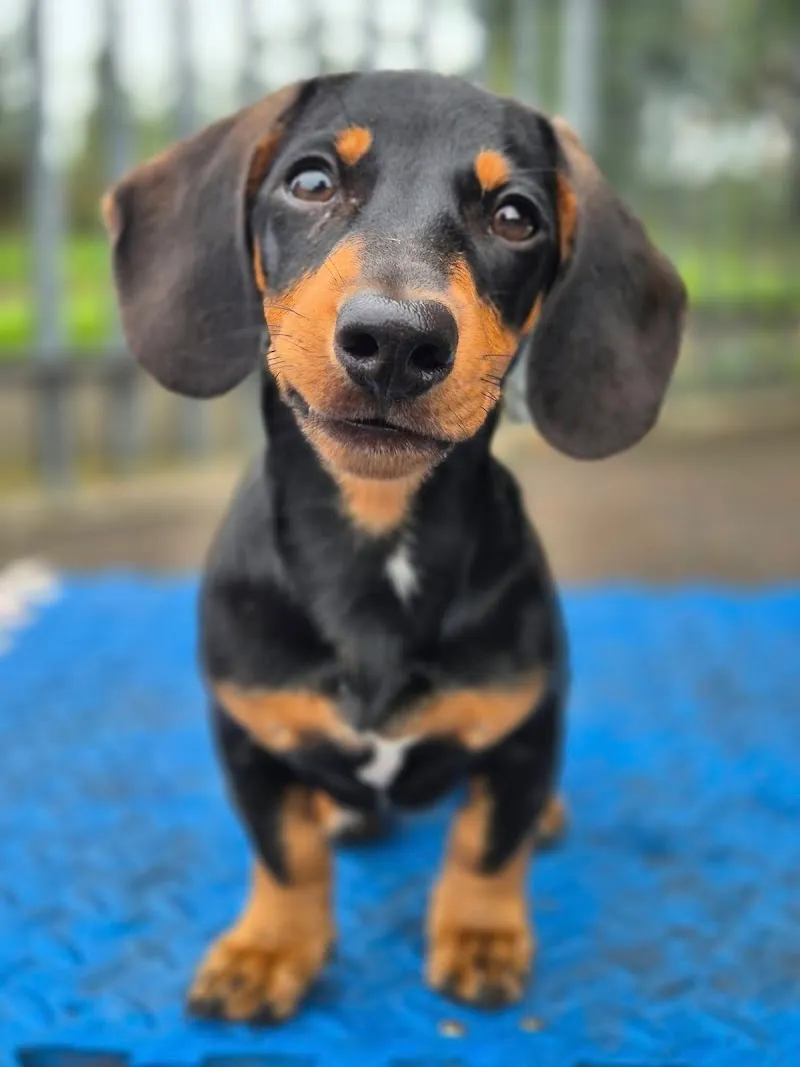 Happy Dogs & Waggy Tails Daycare/ Boarding Kennels