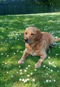 Teekoy Country Dog Retreat, Hereford - Photo 1 of 3