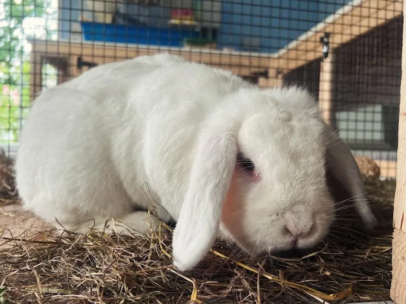 The Summer House Small Pet Boarding