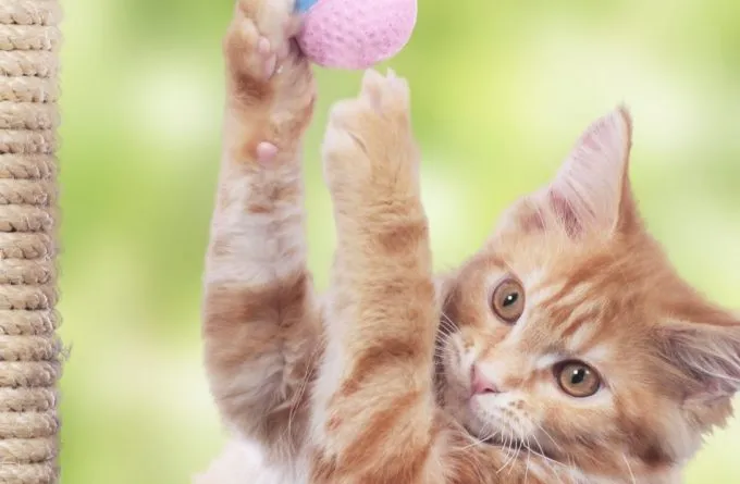 Mad Cats Cattery, Colchester - Photo 2 of 3