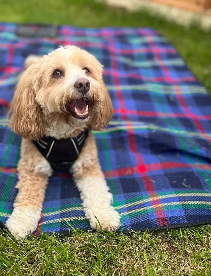 Puppy Playcation Ltd