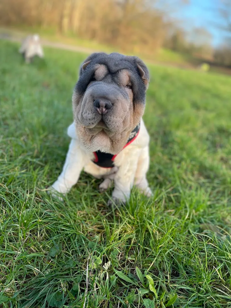 Puppy Playcation Ltd