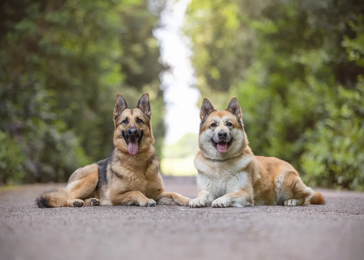 Second Nature K9 - Image 1