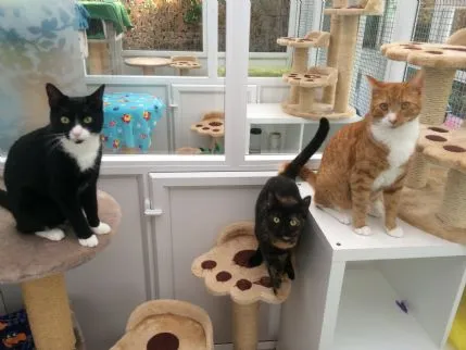 Anastasia's Cat Hotel, Hitchin - Photo 1 of 4