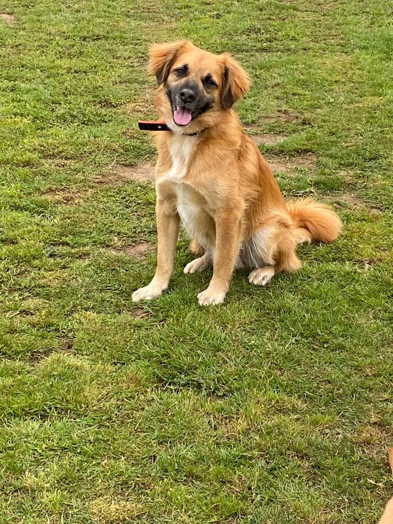 New Building Farm Boarding Kennels