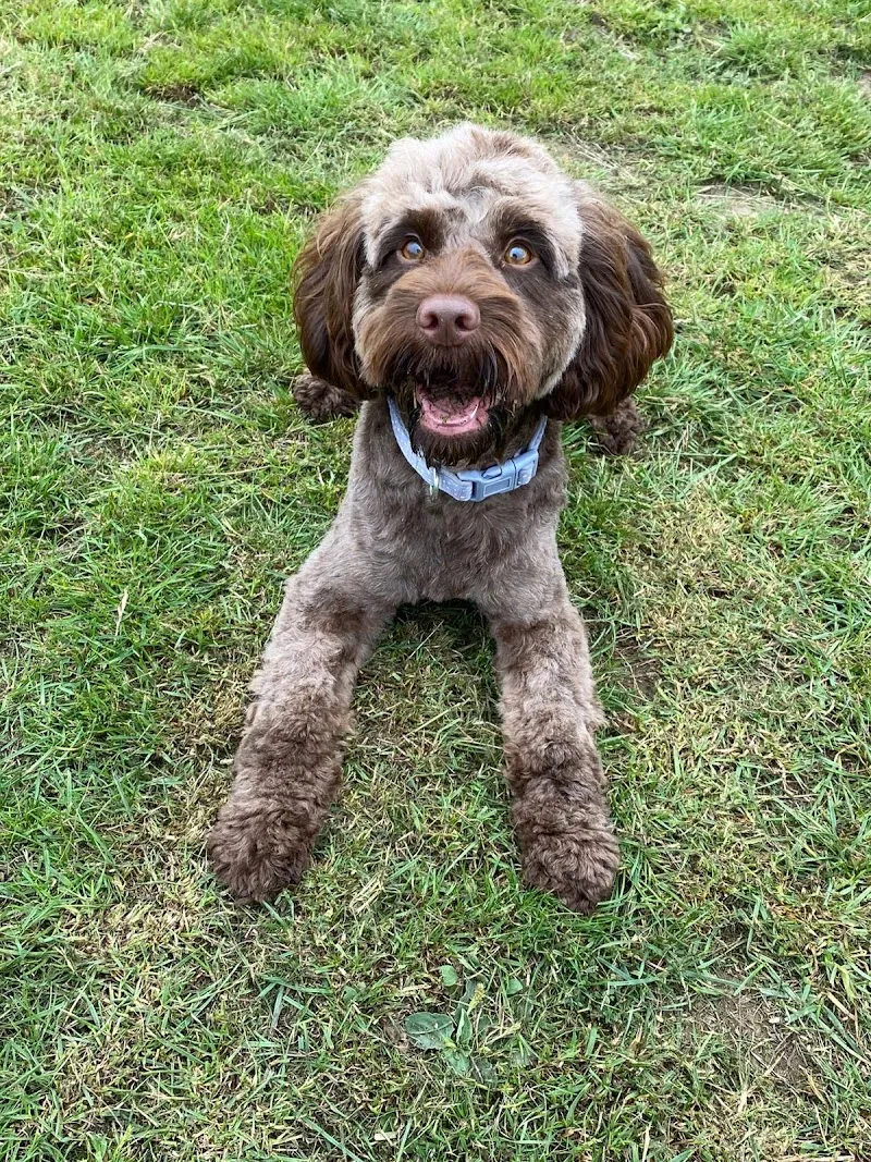 New Building Farm Boarding Kennels