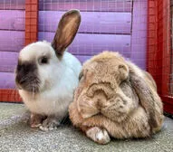Happy Bunnies Hotel - Image 2