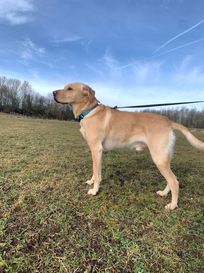 Ellehcim Pace Your Pooch