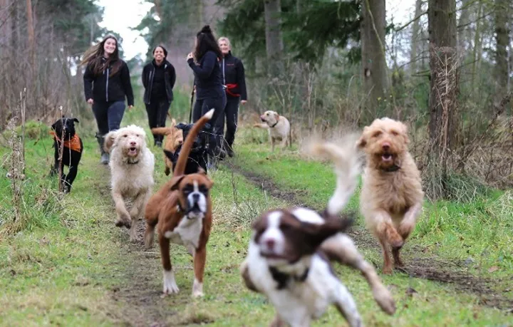 Boggs Dogs - Photo 1