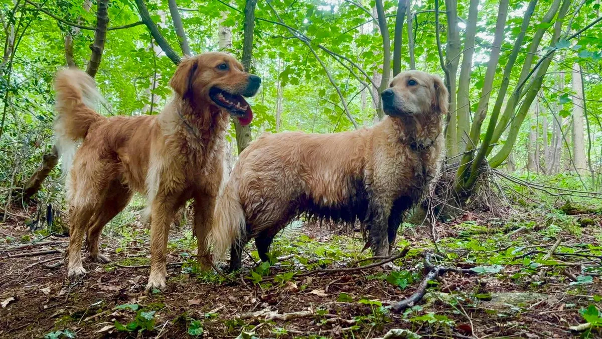 Boggs Dogs - Photo 2