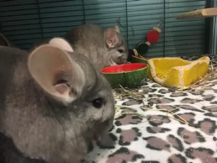 The CaT NaP, Altrincham - Photo 2 of 4