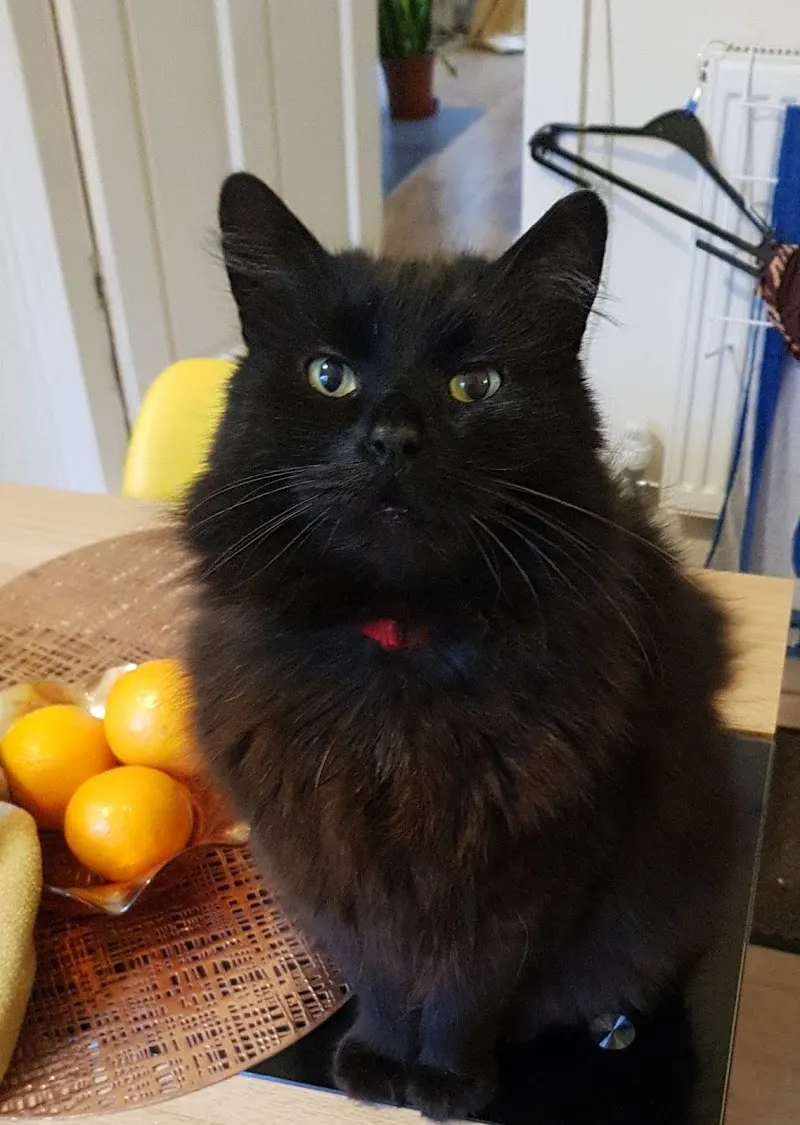 Purrley Mead Boarding Cattery