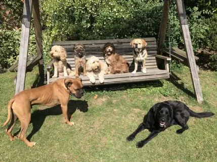 Doggie Sweetdreamz, Stowmarket - Photo 1 of 3