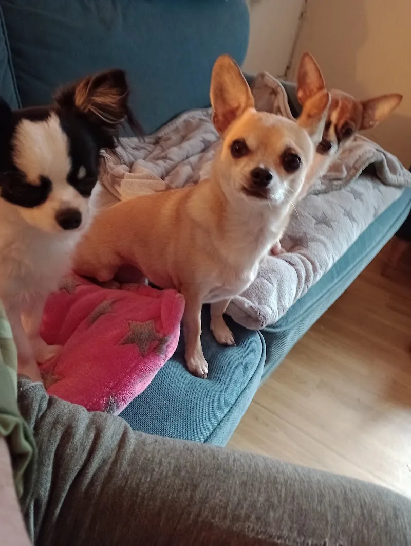 Little Pets Small Animal Boarding