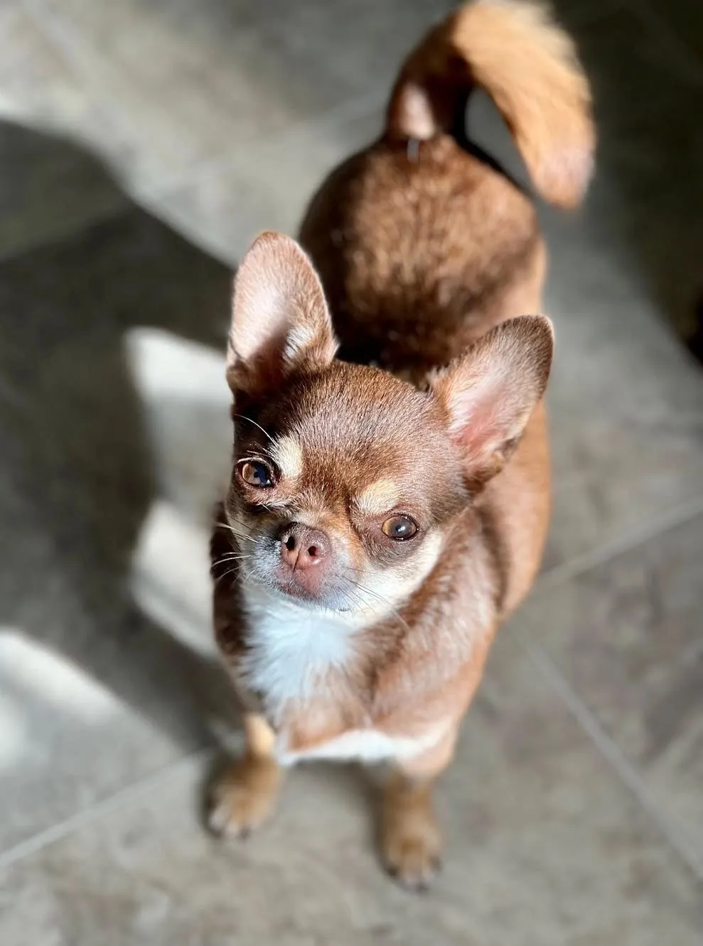 Bow-Wow Pets, Stratford-upon-Avon - Photo 2 of 2