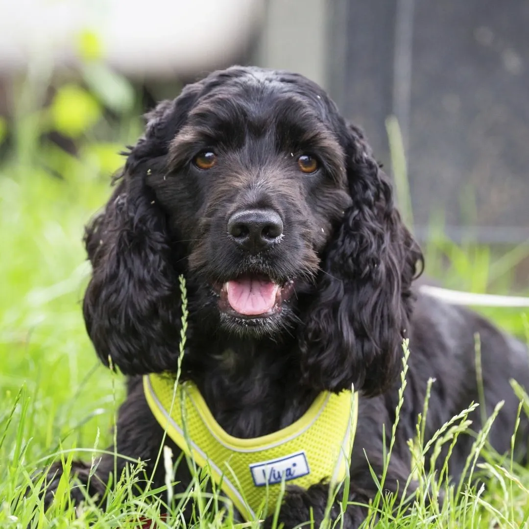Bohemia Boarding, Ventnor - Photo 5 of 5