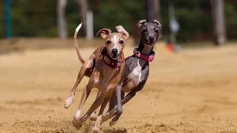 The Gable Racing Kennels
