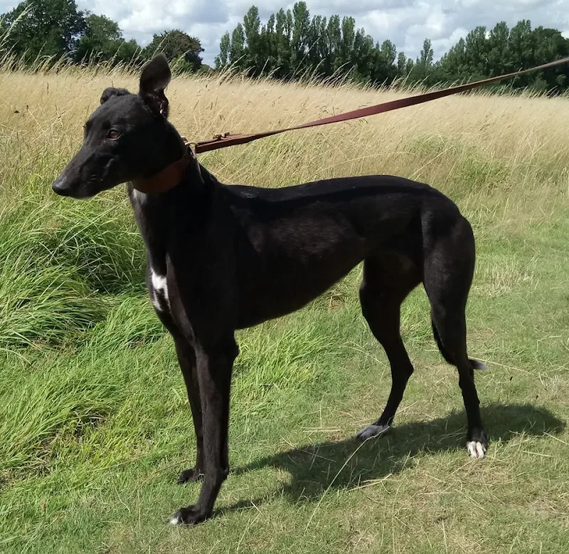 The Gable Racing Kennels