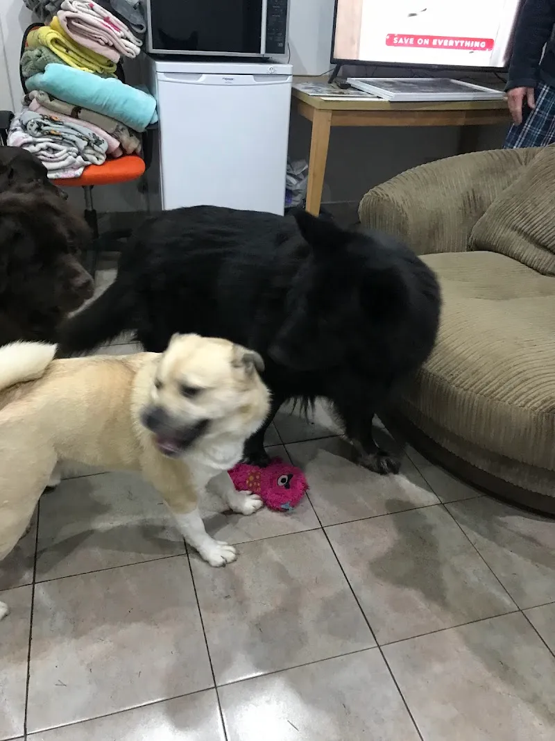 The Luxury Dog Hotel, Scotland