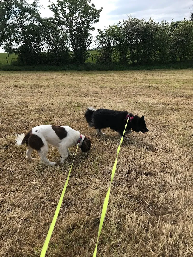 The Luxury Dog Hotel, Scotland