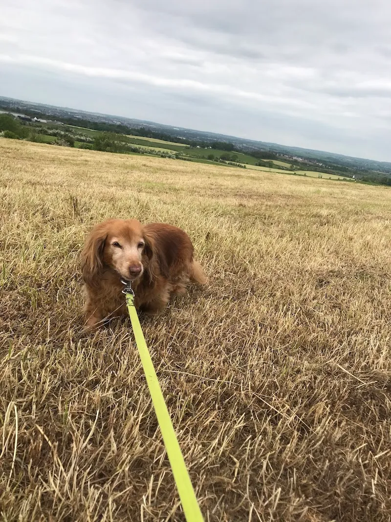 The Luxury Dog Hotel, Scotland