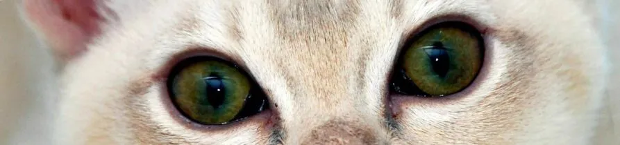 tigi - tabu cattery, Leighton Buzzard - Photo 2 of 2