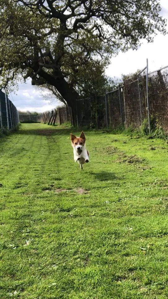 Linbee Boarding kennels