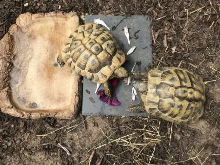 Posh Pets Hotel, Westerham - Photo 1 of 2